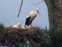 Cigogne blanche Ciconia ciconia