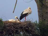 Cigogne blanche Ciconia ciconia