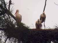 Cigogne blanche Ciconia ciconia