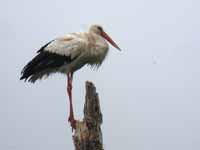 Cigogne blanche Ciconia ciconia