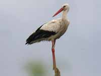 Cigogne blanche Ciconia ciconia