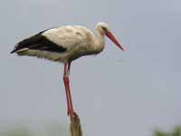 Cigogne blanche Ciconia ciconia