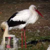 Cigogne blanche Ciconia ciconia