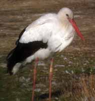 Cigogne blanche Ciconia ciconia