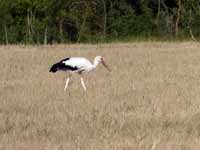 Cigogne blanche Ciconia ciconia