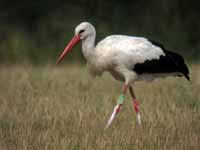 Cigogne blanche Ciconia ciconia