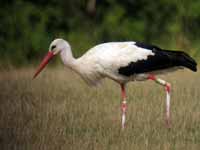 Cigogne blanche Ciconia ciconia