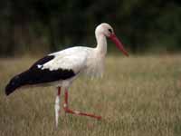 Cigogne blanche Ciconia ciconia