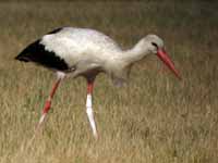 Cigogne blanche Ciconia ciconia