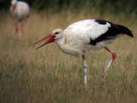 Cigogne blanche Ciconia ciconia