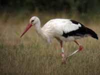 Cigogne blanche Ciconia ciconia