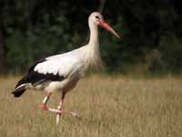 Cigogne blanche Ciconia ciconia