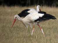 Cigogne blanche Ciconia ciconia