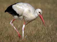 Cigogne blanche Ciconia ciconia