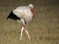 Cigogne blanche Ciconia ciconia