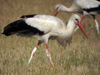 Cigogne blanche Ciconia ciconia