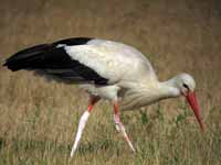 Cigogne blanche Ciconia ciconia