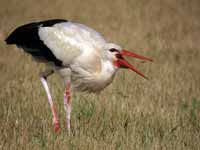 Cigogne blanche Ciconia ciconia