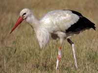 Cigogne blanche Ciconia ciconia