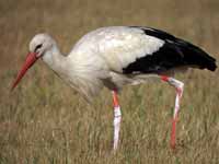 Cigogne blanche Ciconia ciconia