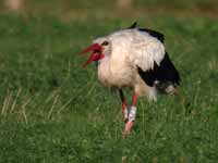 Cigogne blanche Ciconia ciconia