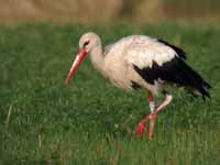 Cigogne blanche Ciconia ciconia