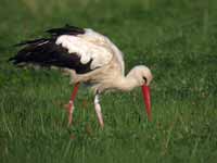 Cigogne blanche Ciconia ciconia