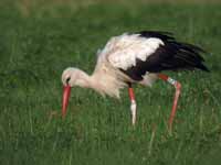 Cigogne blanche Ciconia ciconia