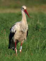 Cigogne blanche Ciconia ciconia