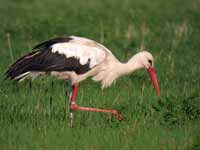 Cigogne blanche Ciconia ciconia