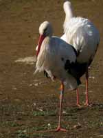 Cigogne blanche Ciconia ciconia