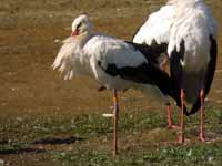 Cigogne blanche Ciconia ciconia