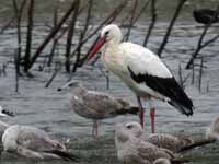 Cigogne blanche Ciconia ciconia