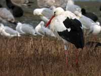 Cigogne blanche Ciconia ciconia