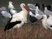 Cigogne blanche Ciconia ciconia