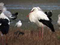 Cigogne blanche Ciconia ciconia