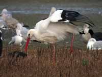 Cigogne blanche Ciconia ciconia