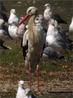 Cigogne blanche Ciconia ciconia