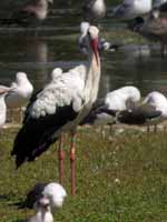 Cigogne blanche Ciconia ciconia