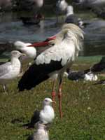 Cigogne blanche Ciconia ciconia