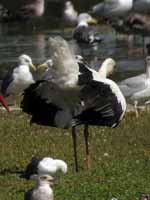 Cigogne blanche Ciconia ciconia