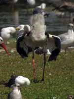 Cigogne blanche Ciconia ciconia