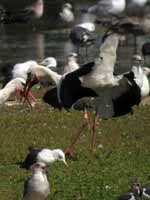 Cigogne blanche Ciconia ciconia