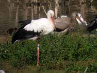 Cigogne blanche Ciconia ciconia