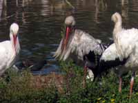 Cigogne blanche Ciconia ciconia