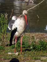 Cigogne blanche Ciconia ciconia