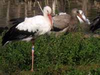 Cigogne blanche Ciconia ciconia