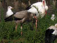 Cigogne blanche Ciconia ciconia