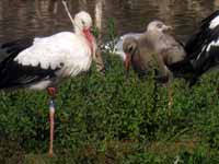 Cigogne blanche Ciconia ciconia