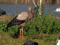 Cigogne blanche Ciconia ciconia